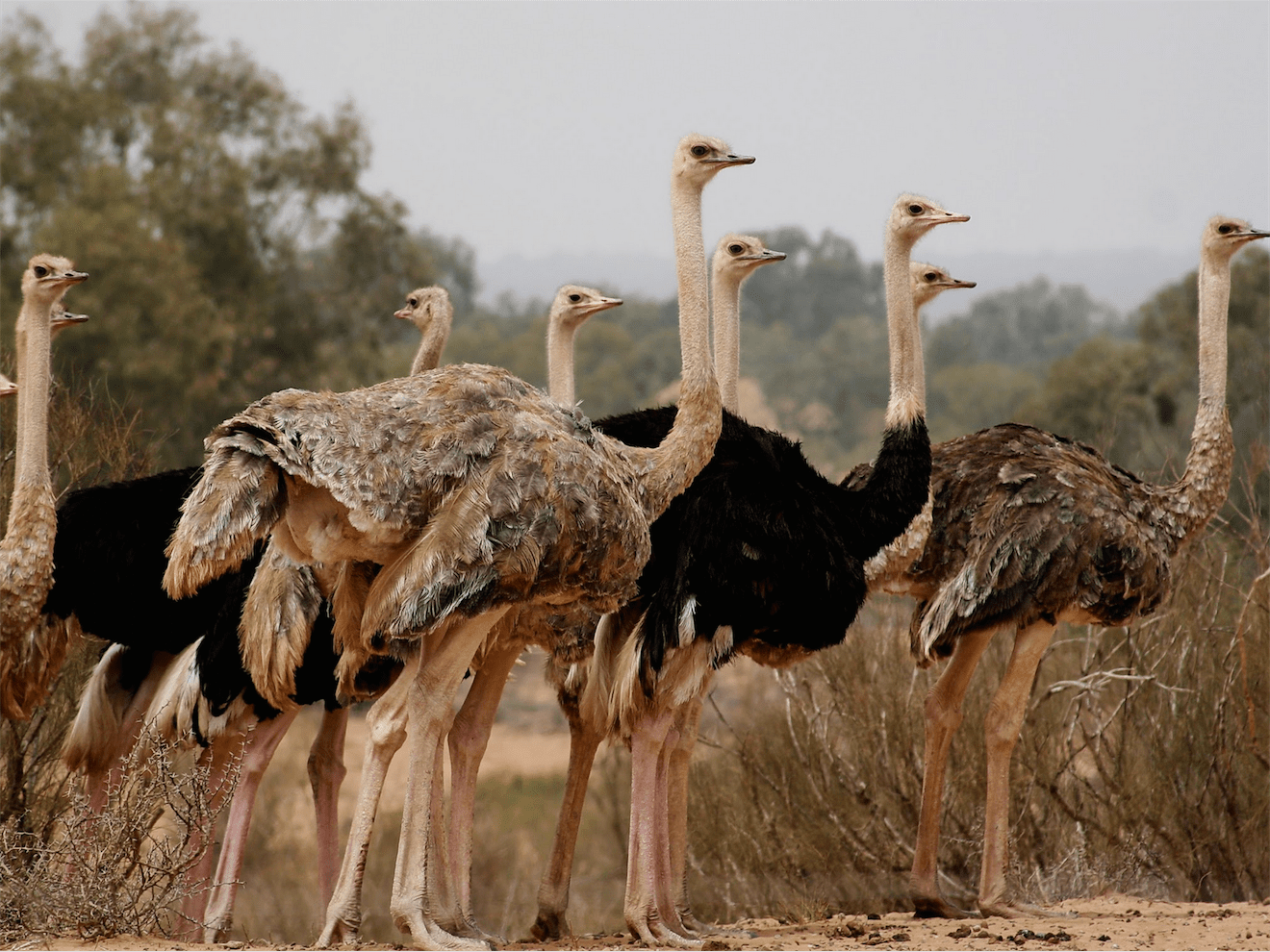 Excursion to Souss Massa Wildlife Park – Explore Morocco’s Wild Nature